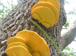28116 Big Yellow Mushrooms on Tree - Sulfur Shelf (Laetiporus sulphureus).jpg